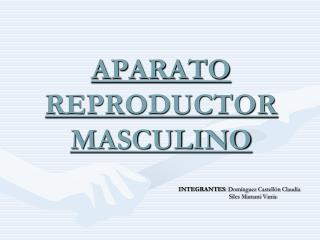 APARATO REPRODUCTOR MASCULINO