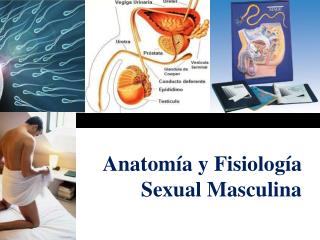 Anatomía y Fisiología Sexual Masculina