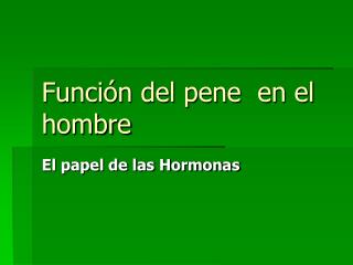 Función del pene en el hombre