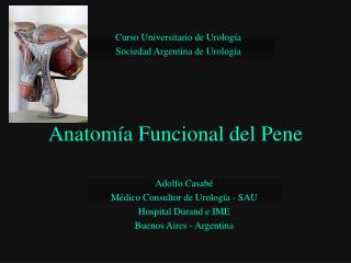 Anatomía Funcional del Pene