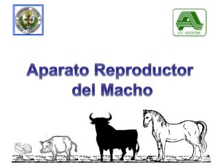 Aparato Reproductor del Macho