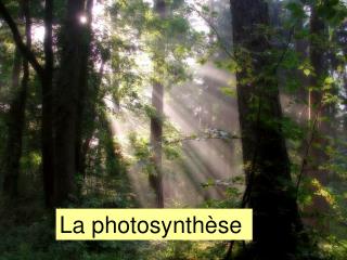 La photosynthèse