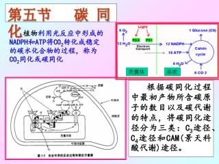 第五节 碳 同 化