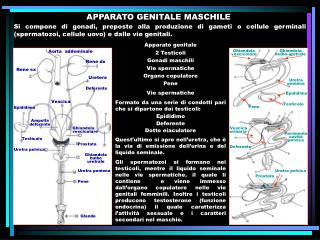 APPARATO GENITALE MASCHILE