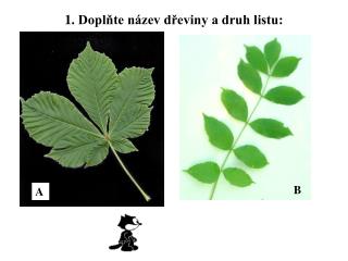 1. Doplňte název dřeviny a druh listu :