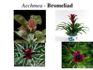 Aechmea - Bromeliad