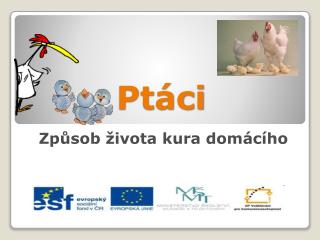 Ptáci