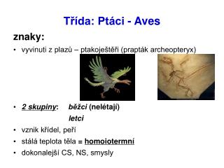 Třída: Ptáci - Aves