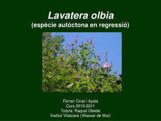 Lavatera olbia (espècie autòctona en regressió)