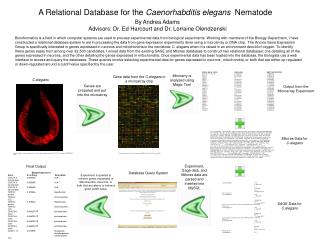 A Relational Database for the Caenorhabditis elegans Nematode