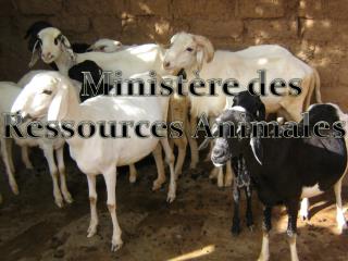Ministère des Ressources Animales