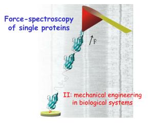 Force-spectroscopy of single proteins