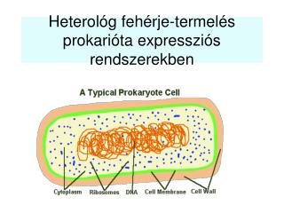 Heterológ fehérje-termelés prokarióta expressziós rendszerekben