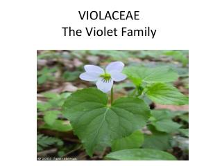 VIOLACEAE The Violet Family