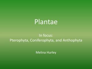 Plantae