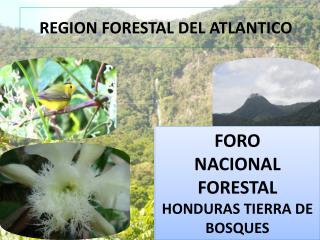 REGION FORESTAL DEL ATLANTICO