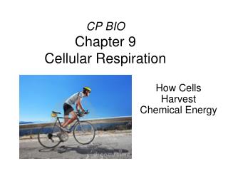 CP BIO Chapter 9 Cellular Respiration