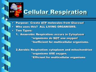 Cellular Respiration