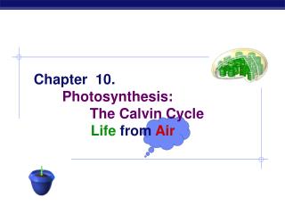 Chapter 10. Photosynthesis: 	 The Calvin Cycle 		Life from Air