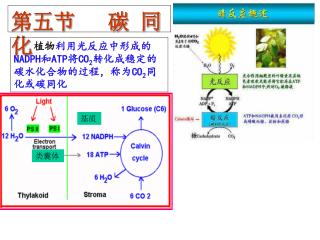 第五节 碳 同 化