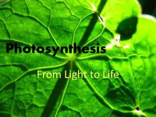 Photosynthesis