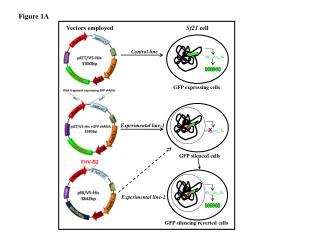 GFP silencing reverted cells