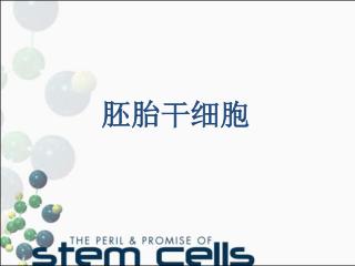 胚胎干细胞