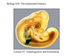 Biology 624 - Developmental Genetics