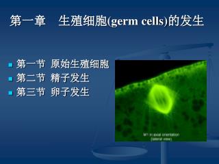 第一章 生殖细胞 (germ cells) 的发生