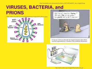 VIRUSES, BACTERIA, and PRIONS