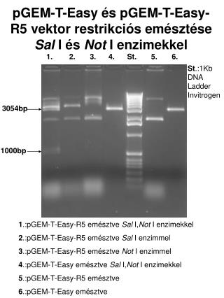pGEM-T-Easy és pGEM-T-Easy-R5 vektor restrikciós emésztése Sal I és Not I enzimekkel