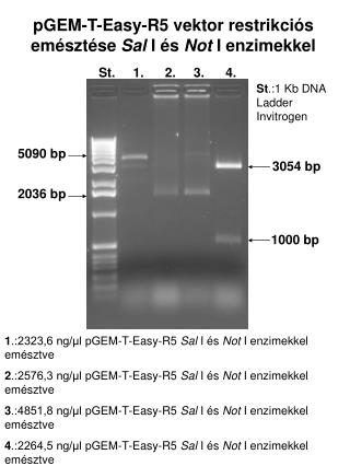 pGEM-T-Easy-R5 vektor restrikciós emésztése Sal I és Not I enzimekkel