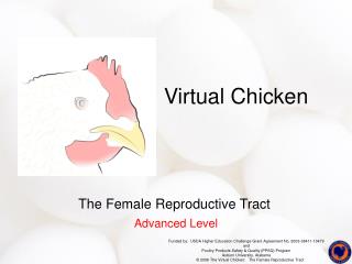 Virtual Chicken