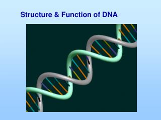 Structure &amp; Function of DNA