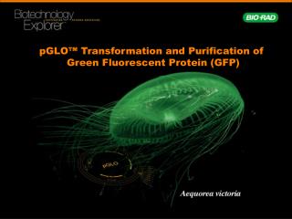 pGLO™ Transformation and Purification of Green Fluorescent Protein (GFP)