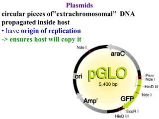 Plasmids circular pieces of”extrachromosomal” DNA propagated inside host