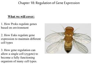 Chapter 18: Regulation of Gene Expression