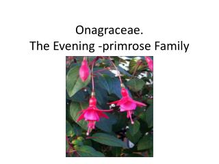 Onagraceae. The Evening -primrose Family