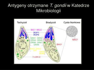 Antygeny otrzymane T. gondii w Katedrze Mikrobiologii