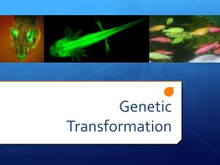 Genetic Transformation