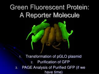 Green Fluorescent Protein: A Reporter Molecule
