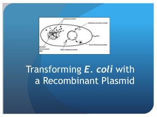 Transforming E. coli with a Recombinant Plasmid