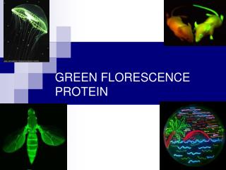 GREEN FLORESCENCE PROTEIN T.A: Riham Baoum