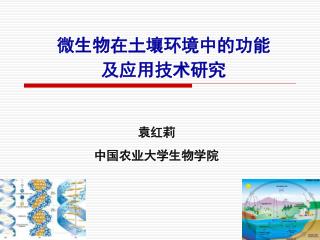 微生物在土壤环境中的功能 及应用技术研究