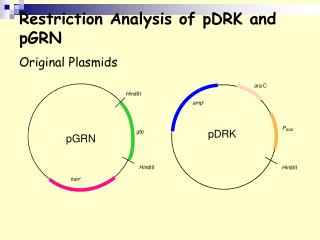 Restriction Analysis of pDRK and pGRN Original Plasmids