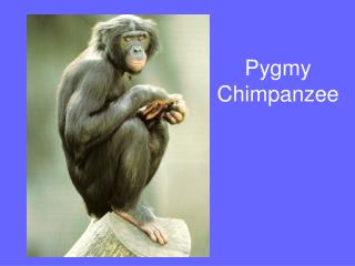 Pygmy Chimpanzee