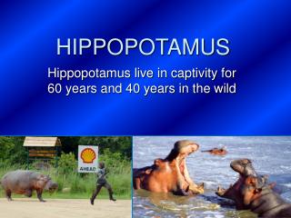 HIPPOPOTAMUS