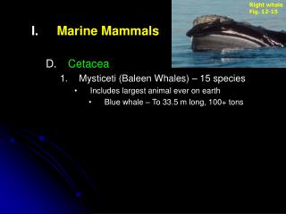 Marine Mammals Cetacea Mysticeti (Baleen Whales) – 15 species