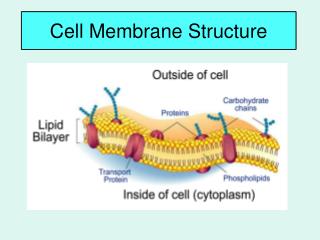 Cell Membrane Structure