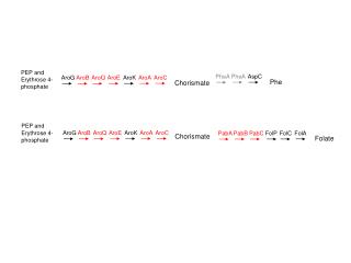PEP and Erythrose 4-phosphate